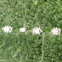 Ceroplastes rusci